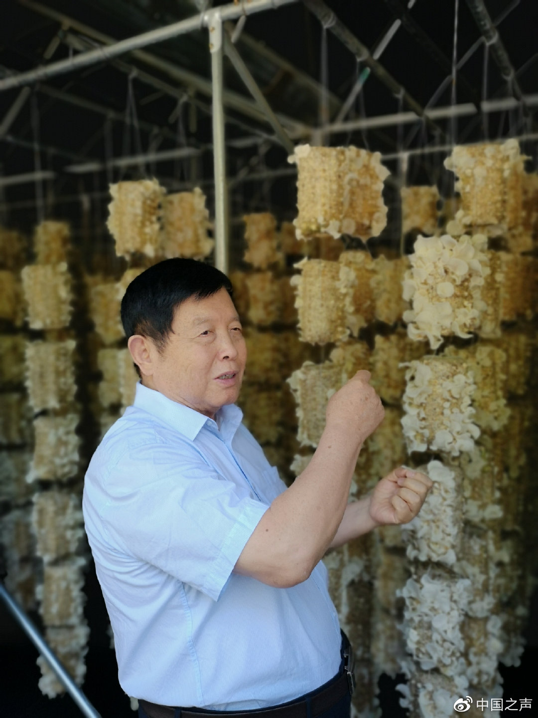 李玉院士观察木耳生长情况
