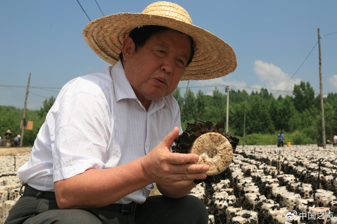 李玉院士在地头观察木耳的种植生长情况